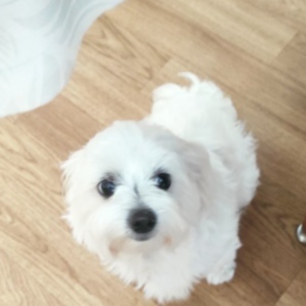 Ullie