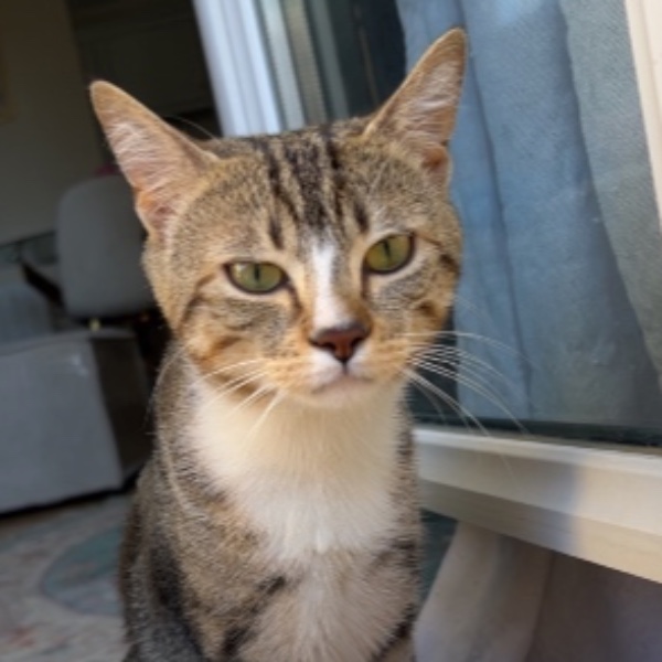 Timon