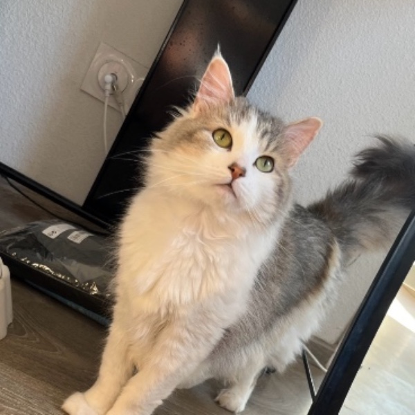 Maya