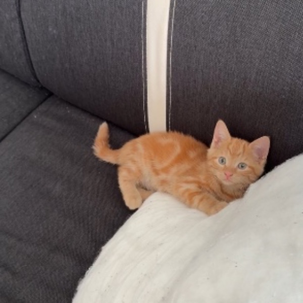 Caramel