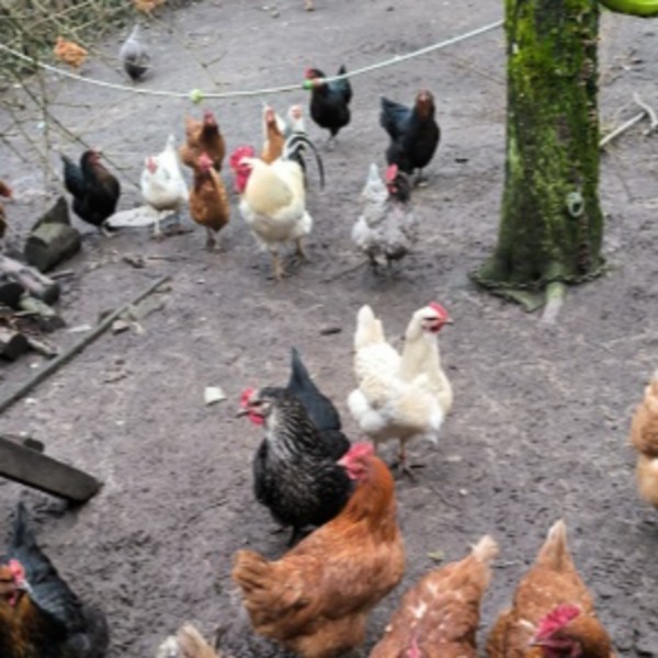 Poulettes
