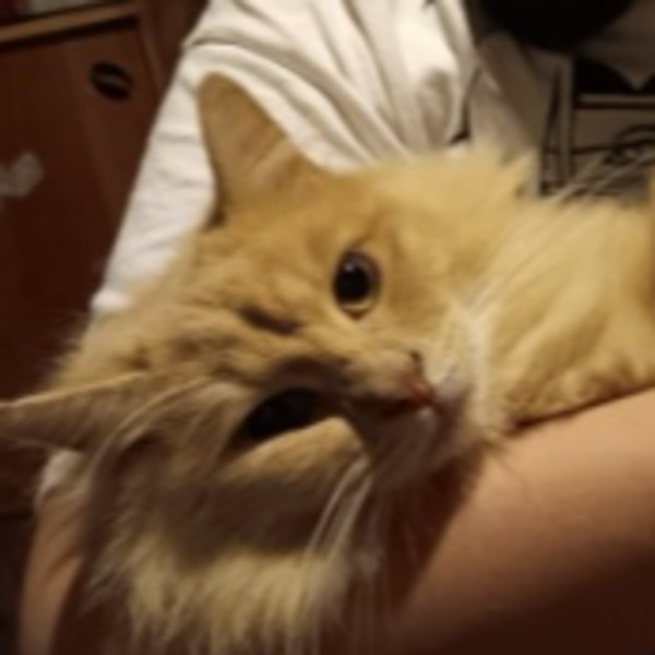 Kyo
