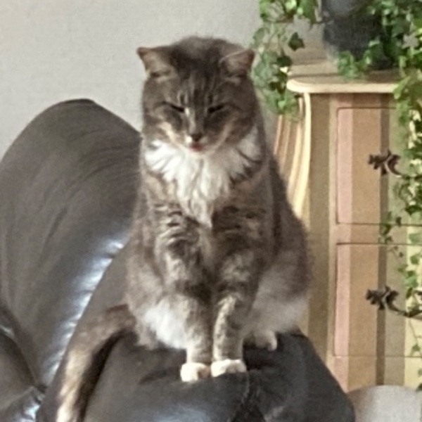 Simba