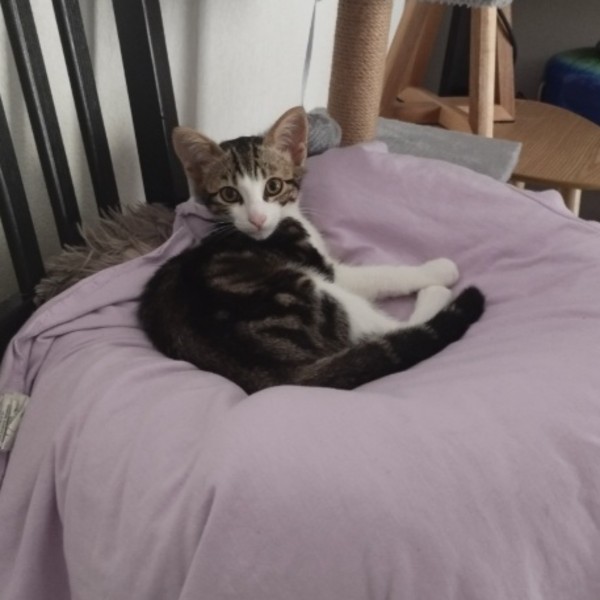 Tarzan