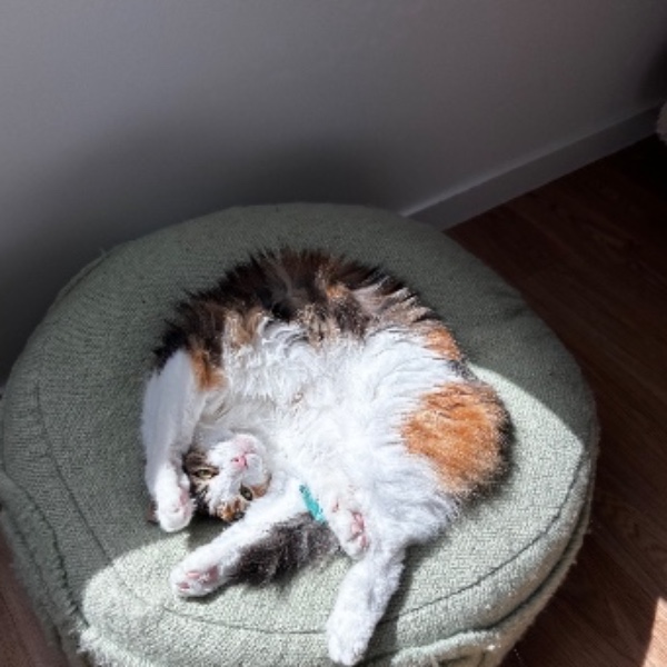 Willow