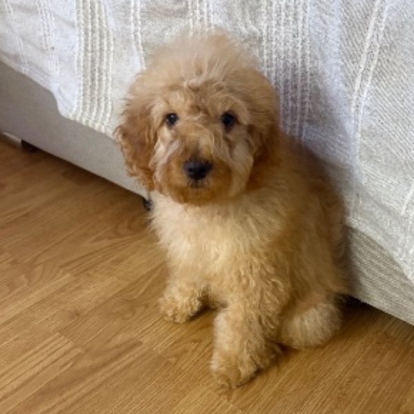 Nala