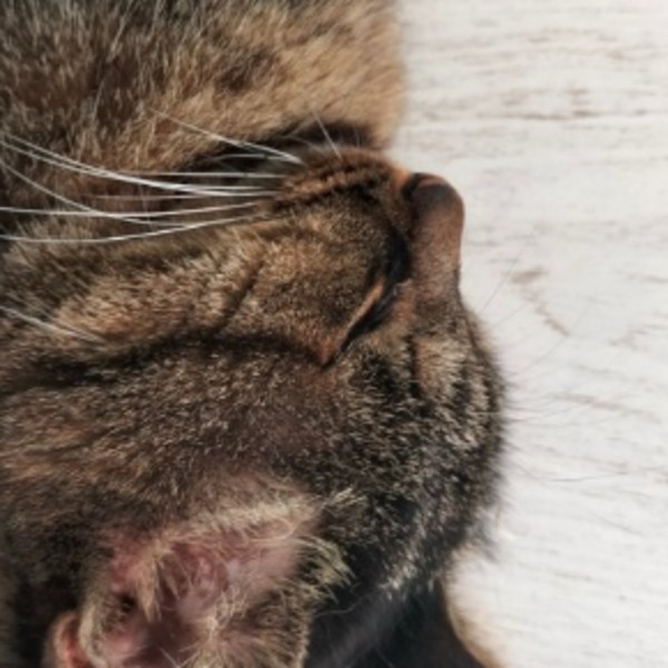 Minou