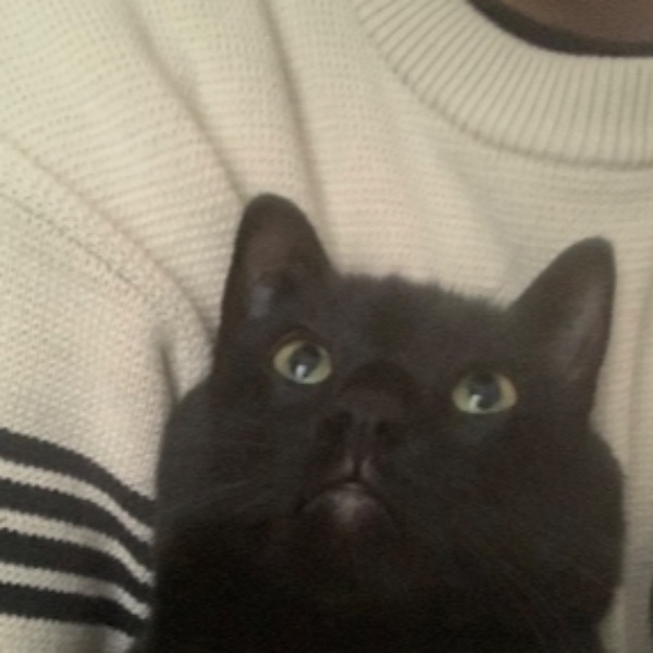 Boubou