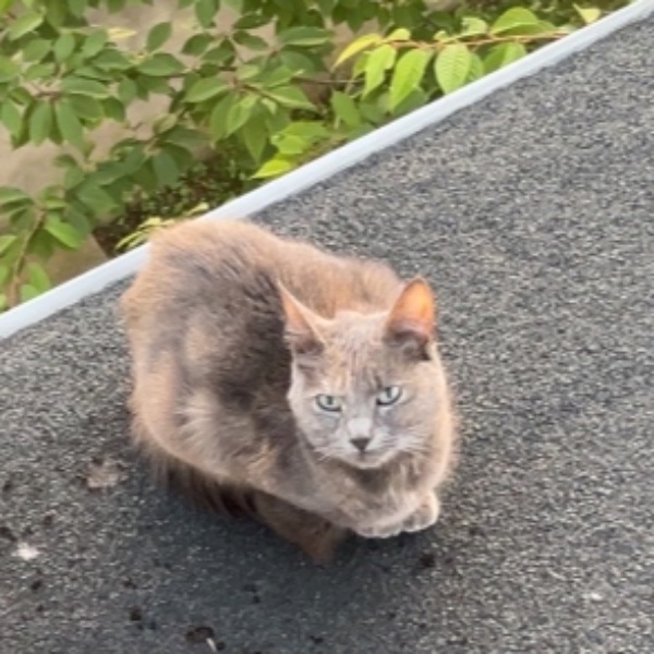Zoe