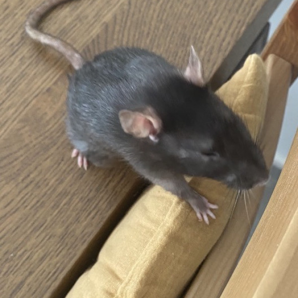 Ratatouille
