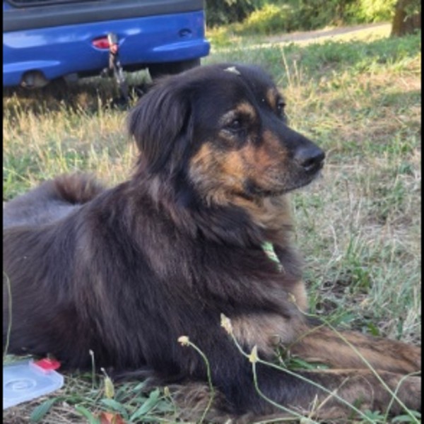 Nala