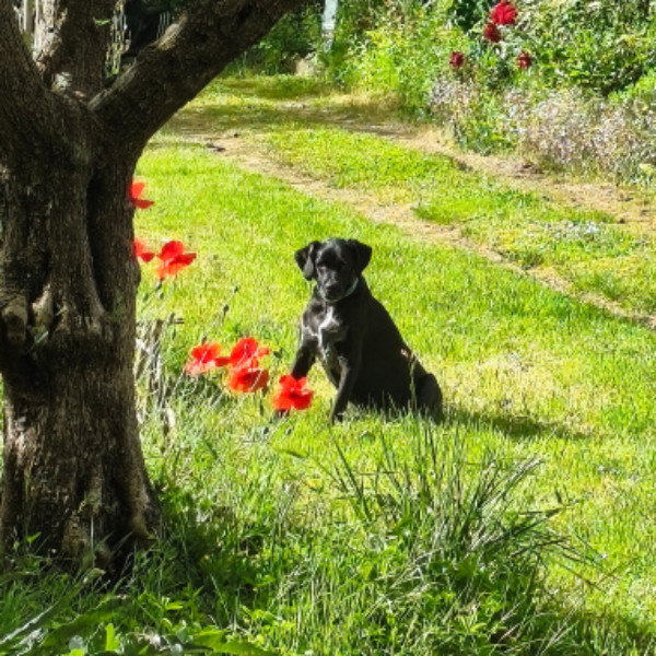 Pepper