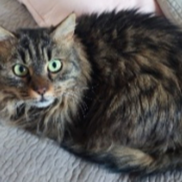 Lolita