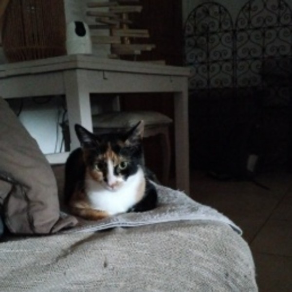 Olyia