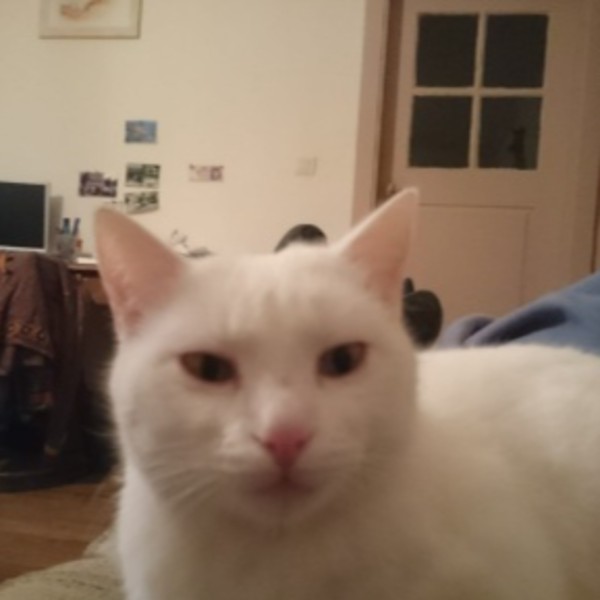 Bob
