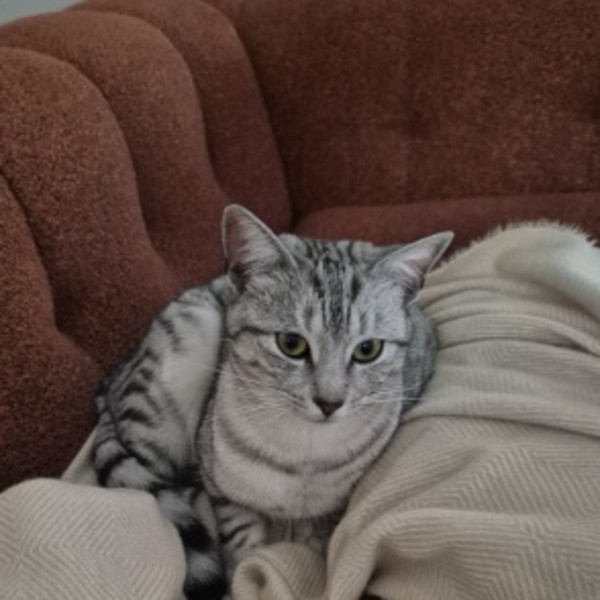 Suki