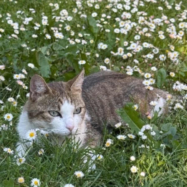 Photo de T-Kat