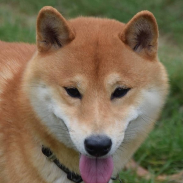 Kitsu