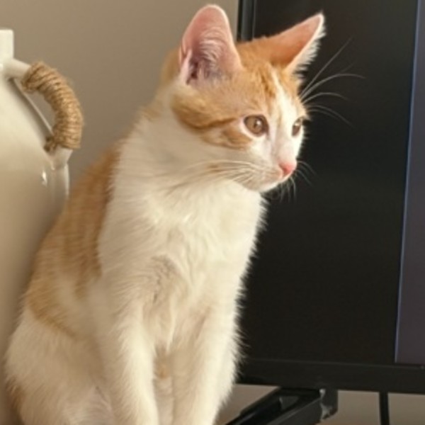 NATSU