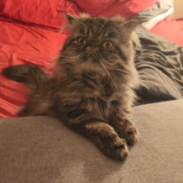 Koda
