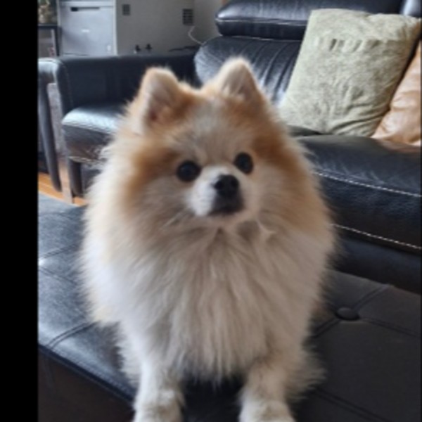 Scouby