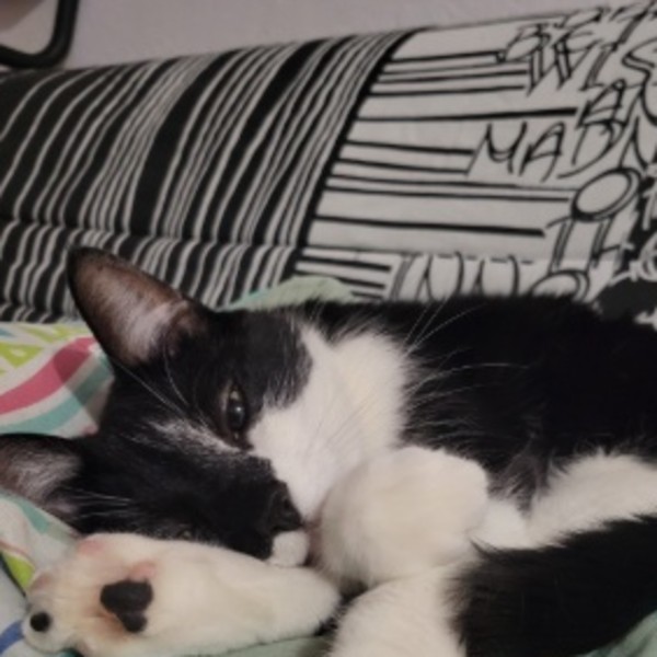 Figaro