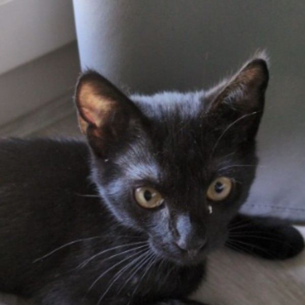 Maya