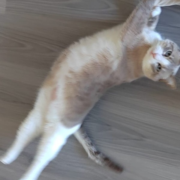 Maya