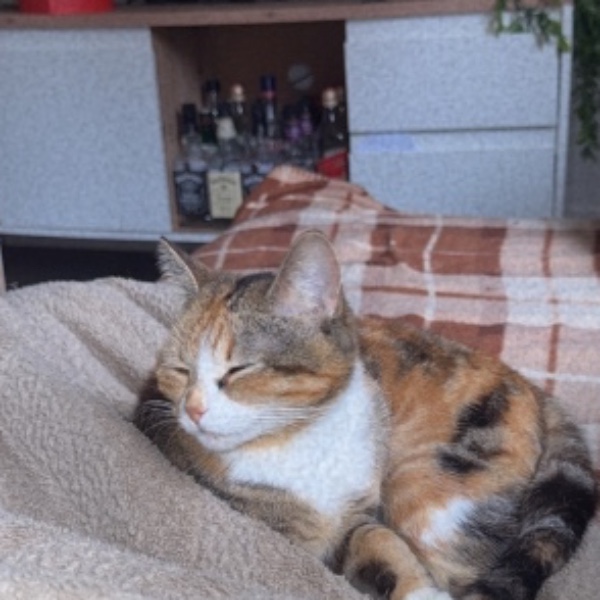 Hera