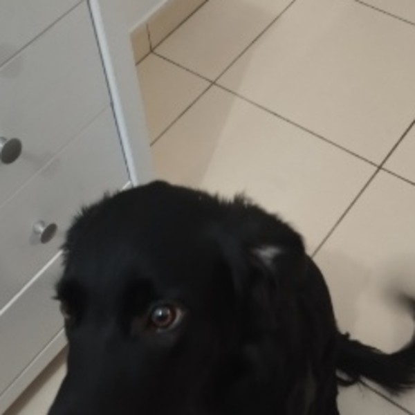 Bernie