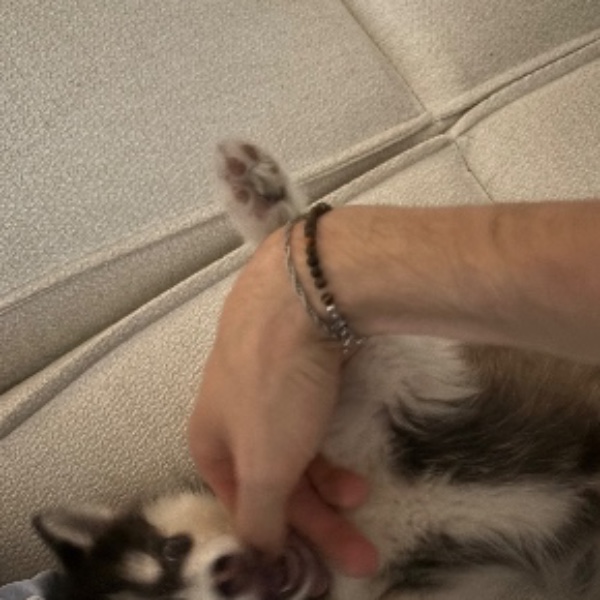 Buddy