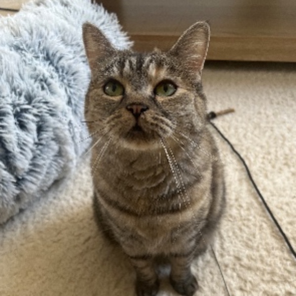 Nala