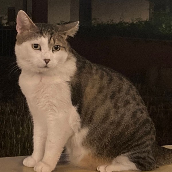 Photo de Mochi