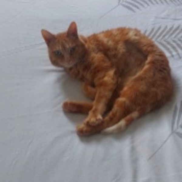 Photo de Simba