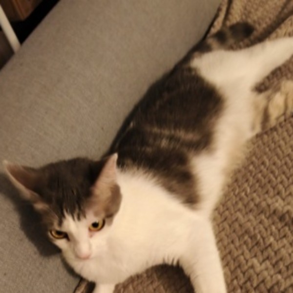 Photo de Bella