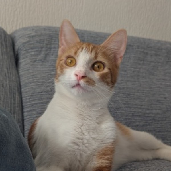 Atlas