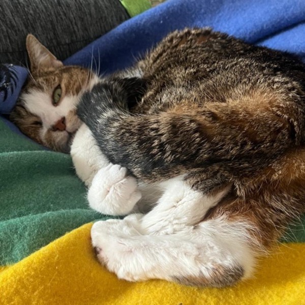 NOVA
