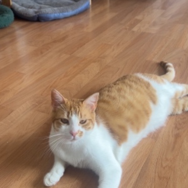 Nova