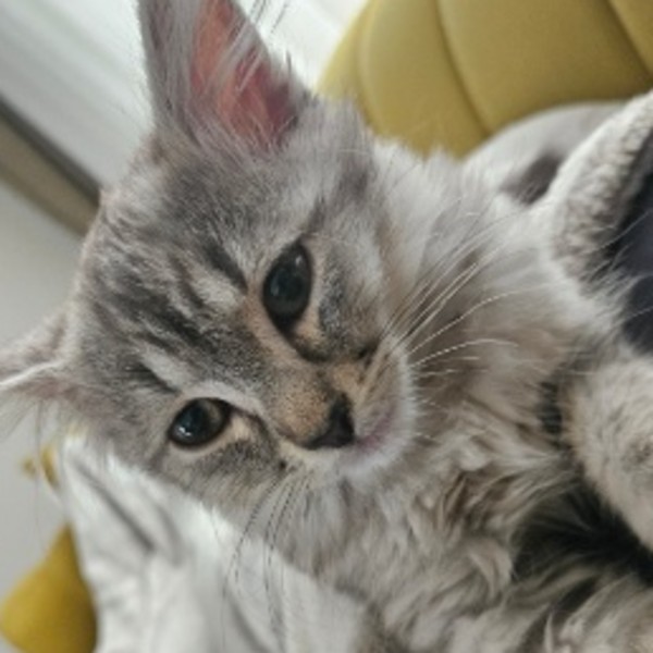 Duman