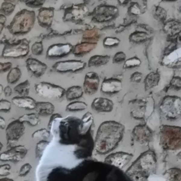 Pepette