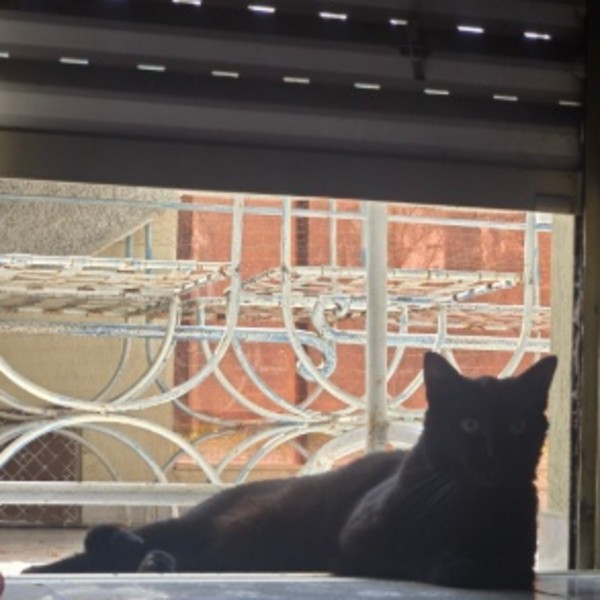 Simba