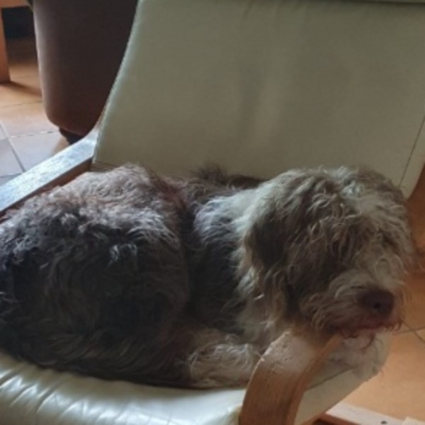 Photo de Sambos