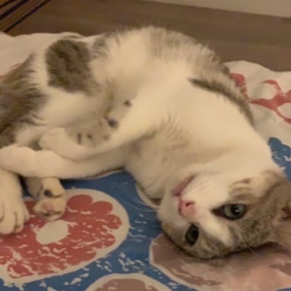 Mowgli