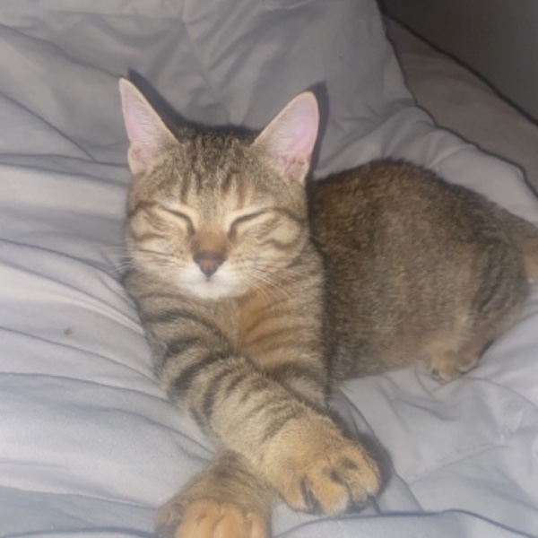 Suki