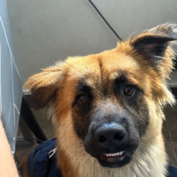 Kuma