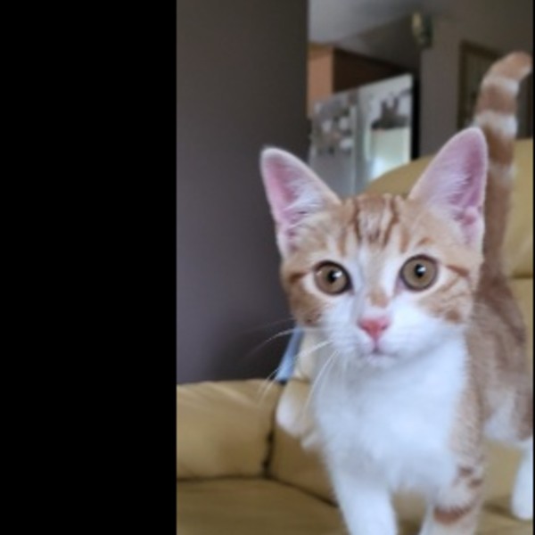 ABRICOT