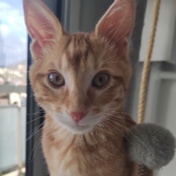 tigrou