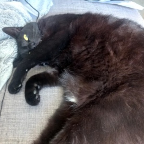 Léo