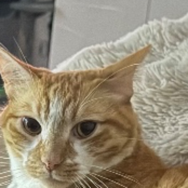 Simba