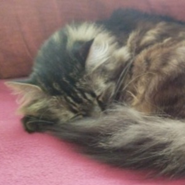 Photo de Sora
